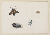 TvB T 084
<br/>
Vlieg, tor en twee motten
<br/>
<em>Holsteyn, Pieter II (1614-1673)</em>